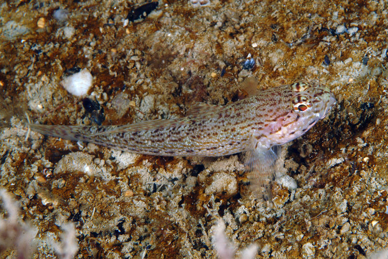 Gobius fallax e Gobius incognitus da Numana